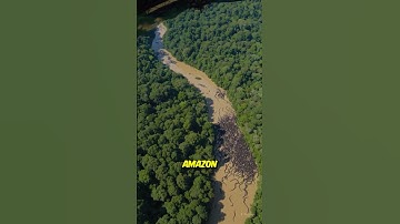 Anaconda Breeding Outbreak Floods the Amazon River