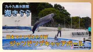 【海きらら】日本でここだけの大技を繰りひろげるイルカショー　A dolphin performs a feat unique to Japan　