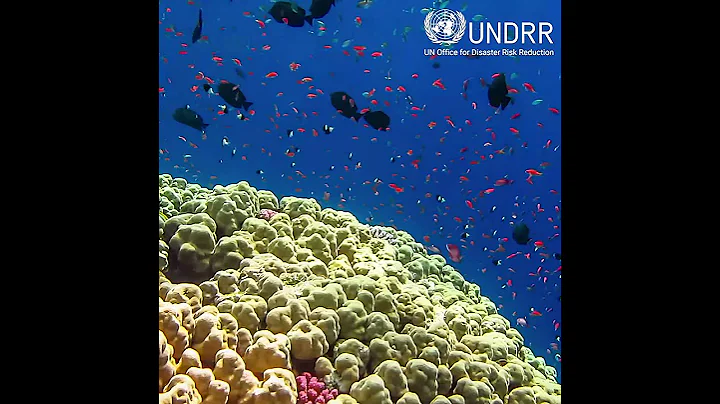 Ecosystem-Based Disaster Risk Reduction: Implementing Nature-based Solutions for Resilience