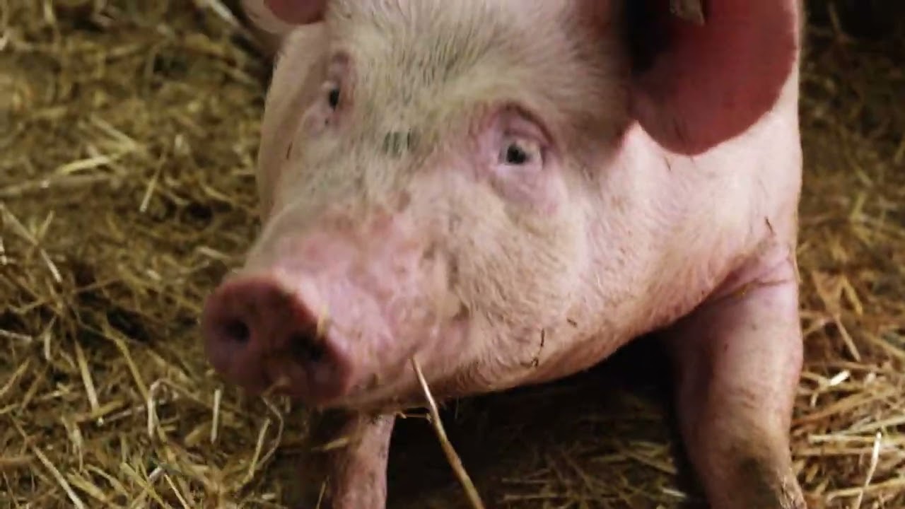 Outline Video Stallbautipps für die alternative Schweinemast