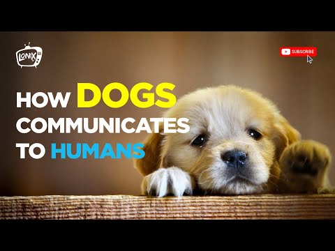 فيديو: كيف تتواصل الكلاب مع البشر