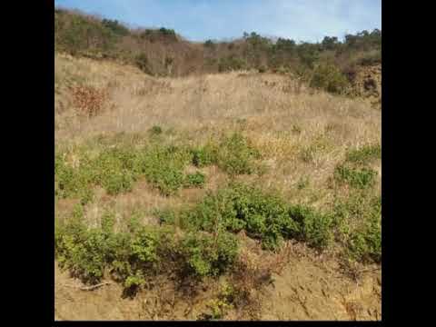 عاجل أرض زراعية رخيصة جدا للبيع طرابزون