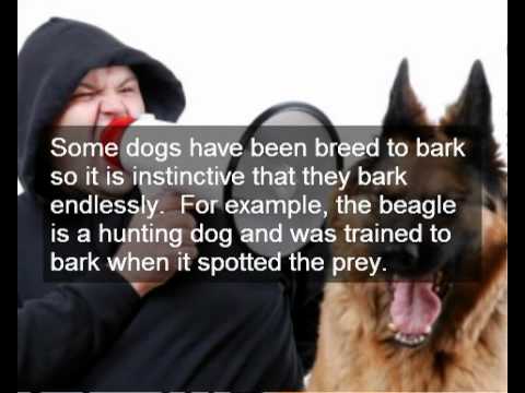How To Get A Dog To Stop Excessive Barking How To Get A Dog To Stop Excessive Barking