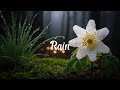 Relaxing Rain Sounds with Soft Piano & Guitar 🌧 Sleep & Calm Ambience