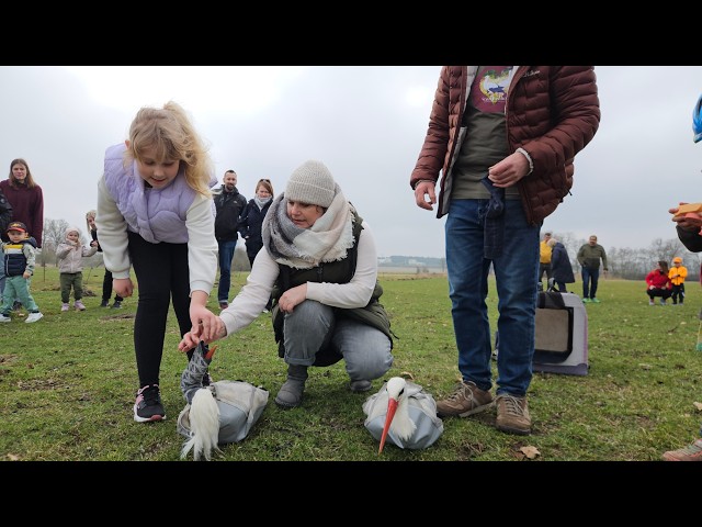 Auswilderung von Storch Otto und seiner neuen Liebe Jezebel in Fohrde - 21.03.2026