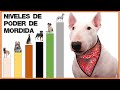 Razas de Perros con la Mandíbula mas Poderosa