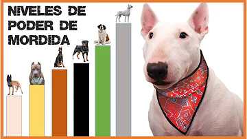 ¿Qué raza de perro muerde más a los humanos?