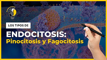 ¿Qué es la endocitosis la fagocitosis y la pinocitosis?