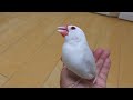 私が文鳥に好かれる1番の理由はこれです!