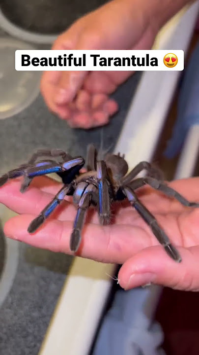 I can’t believe the colors on this TARANTULA!! #tarantula #animals #shorts