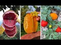 Farm fresh ninja fruit cutting  oddly satisfying fruit ninja 19