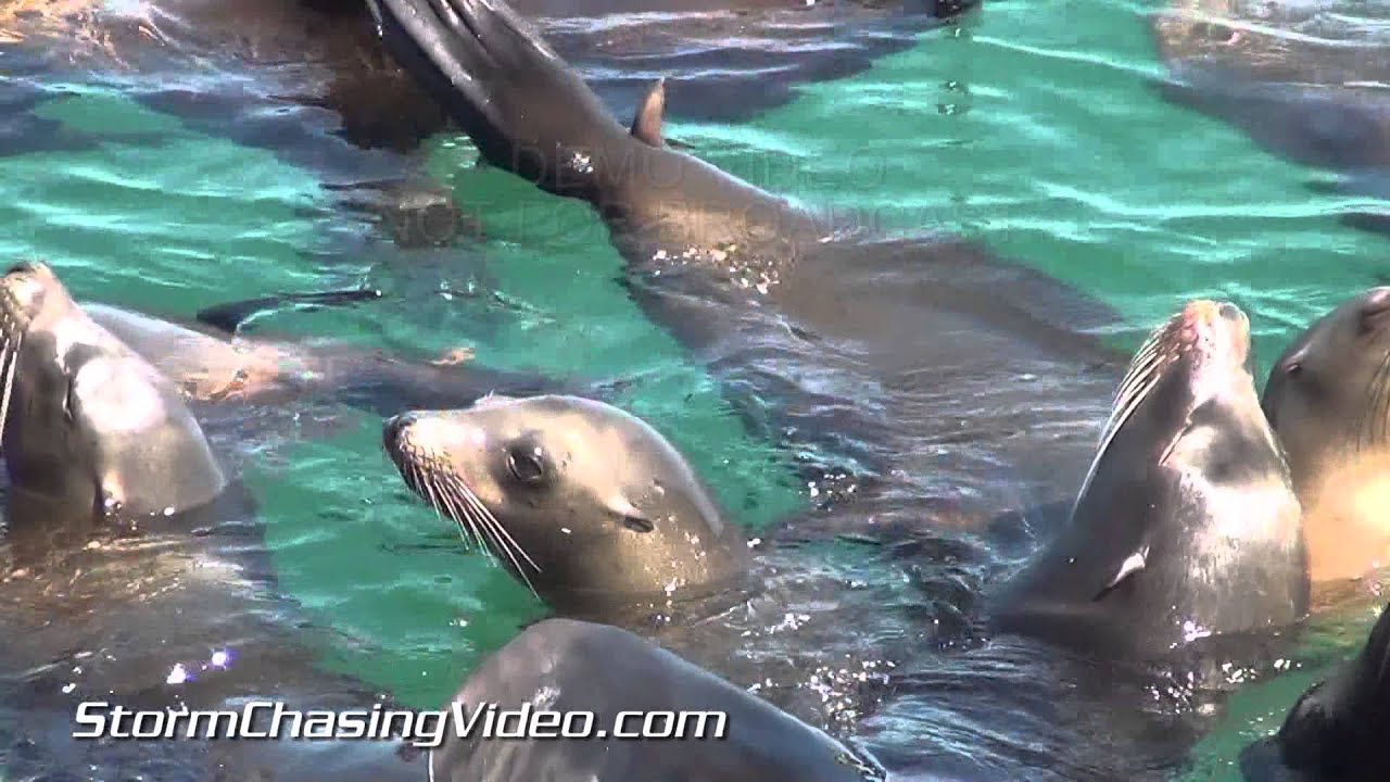 3/16/2014 Santa Cruz CA Hot Day At The Beach