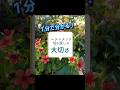 【園芸】1分で分かる!ニチニチソウ切り戻しの大切さ!"cut periwinkle” #shorts #flowers