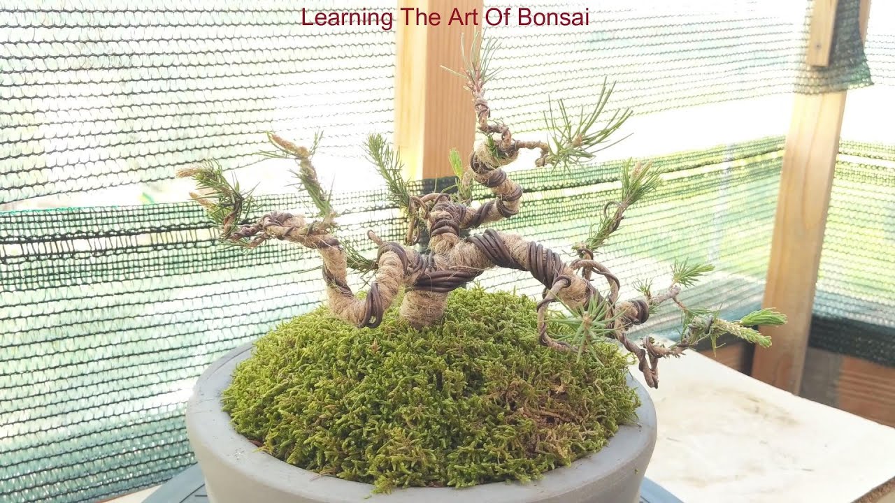 Yamadori Pine Quarry Rock YouTube