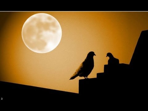 الشاعر حسين حمزة يا قمر 