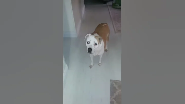 6:13am July 12,. 2017 Dog Barking?