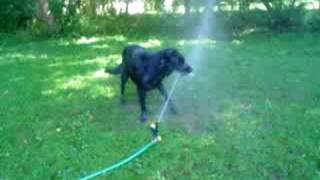 Bella Battles the Lawn Sprinkler