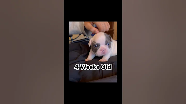 Adorable French Bulldog From 4 weeks to 5 months of age🐶💙#shorts #dog #puppy