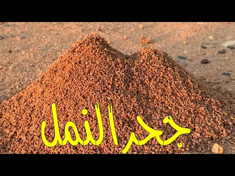 جحر النمل