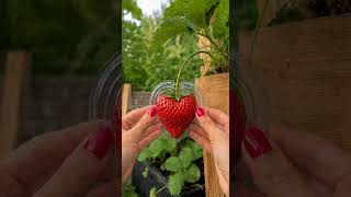 Heart-Shaped Strawberry Growing Timelapse 🍓❤️ ASMR #asmr #satisfying #oddlysatisfying