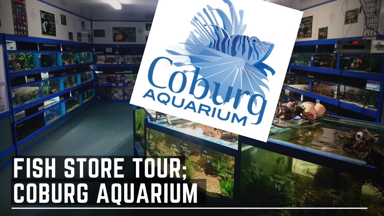 Fish Store Tour Coburg Aquarium YouTube