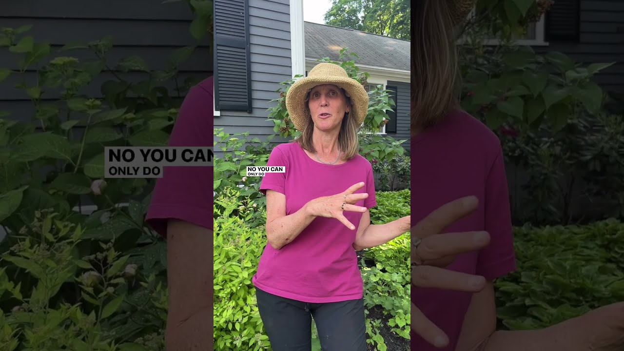 When Should You Transplant Peonies Don T Overthink This 