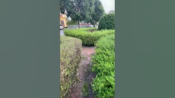 Phát tỉ lại cây cảnh trường chính trị