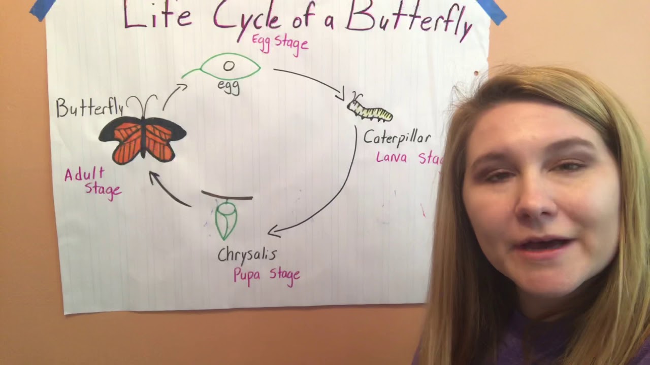 Miss. Fletcher talking about the life cycle of a butterfly YouTube
