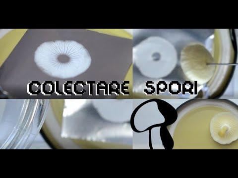 Colectarea sporilor unei ciuperci