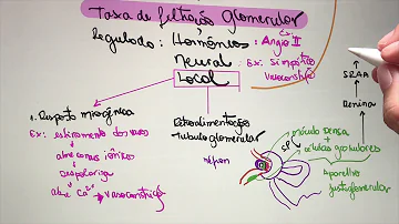 Como os rins participam do controle hídrico?