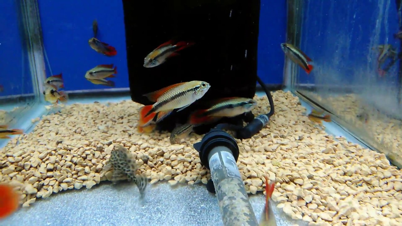熱帯魚動画図鑑 アピストグラマアカシジィダブルレッド Youtube 熱帯魚動画図鑑 アピストグラマアカシジィダブルレッド Youtube