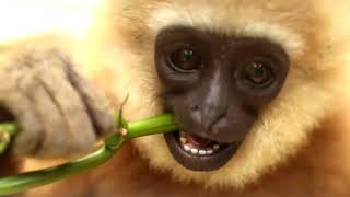 Volunteering internship wildlife in Cikananga, Indonesia