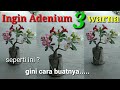 Membuat Adenium 3 warna bunga dengan grafting V.