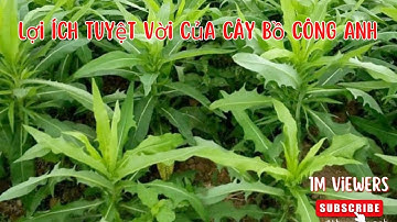 Lợi ích Tuyệt Vời của Cây Bồ Công Anh đối với sức khỏe#NTH