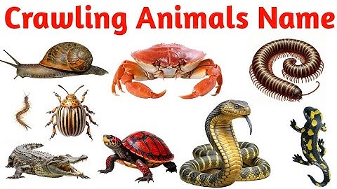 Crawling Animals Names in English For Kids | Learn Ground Creatures Names and Sounds For Kid