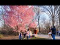 #Shorts Cherry Blossom in Central Park NYC
