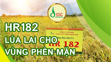 Giống Lúa Lai HR182 - Lúa Lai Hàng Đầu Vùng Phèn Mặn