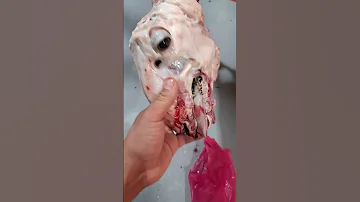 سواكني جدع وسط فاخر 
