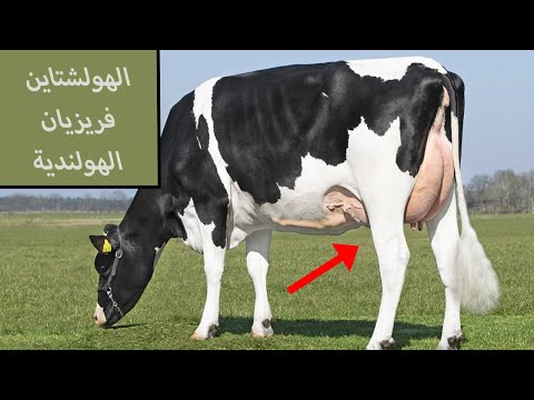تاريخ سلالة الأبقار الحلوب الهولشتاين فريزيان الهولندية وخصائصها الانتاجية والاستثمارية