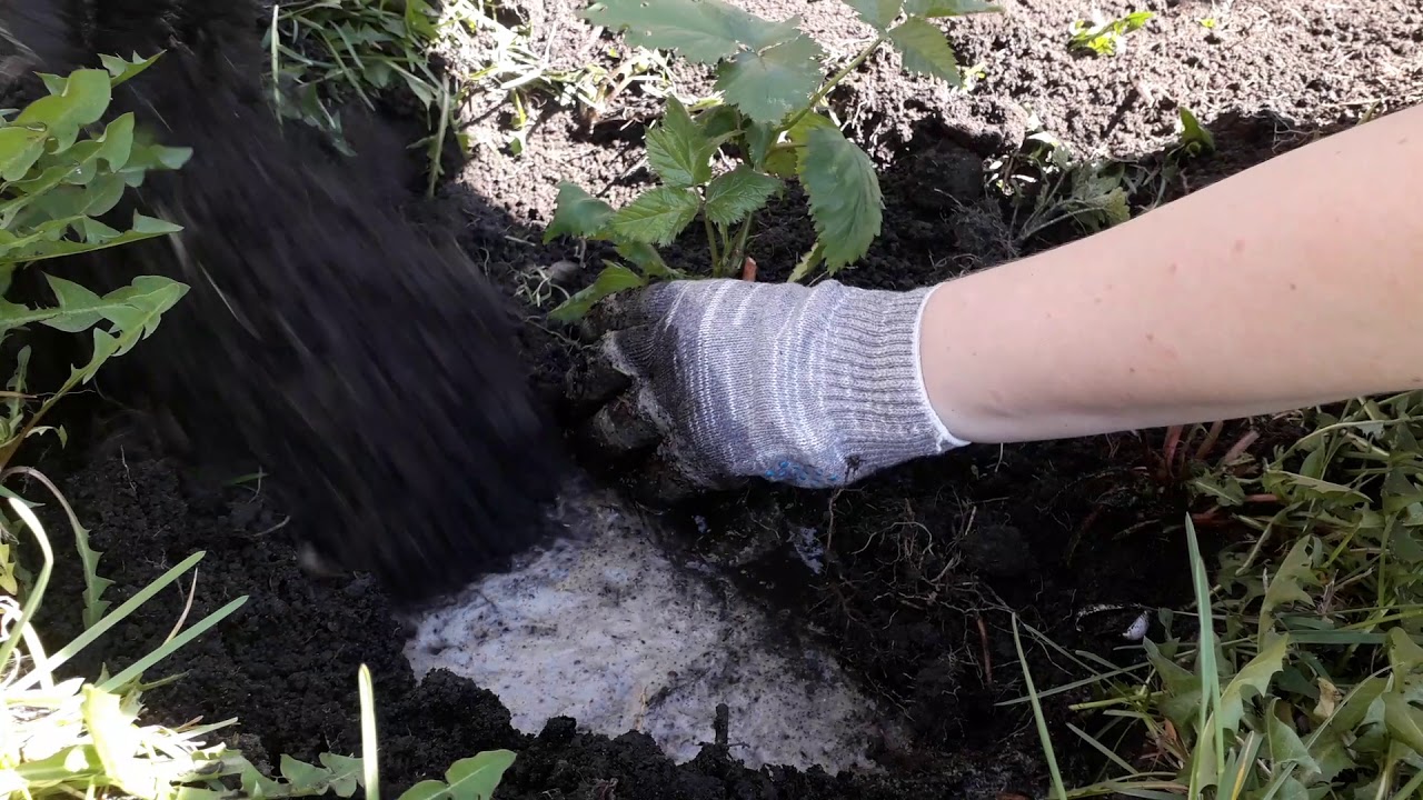 Как посадить ежевику. Ежевика Бжезина.