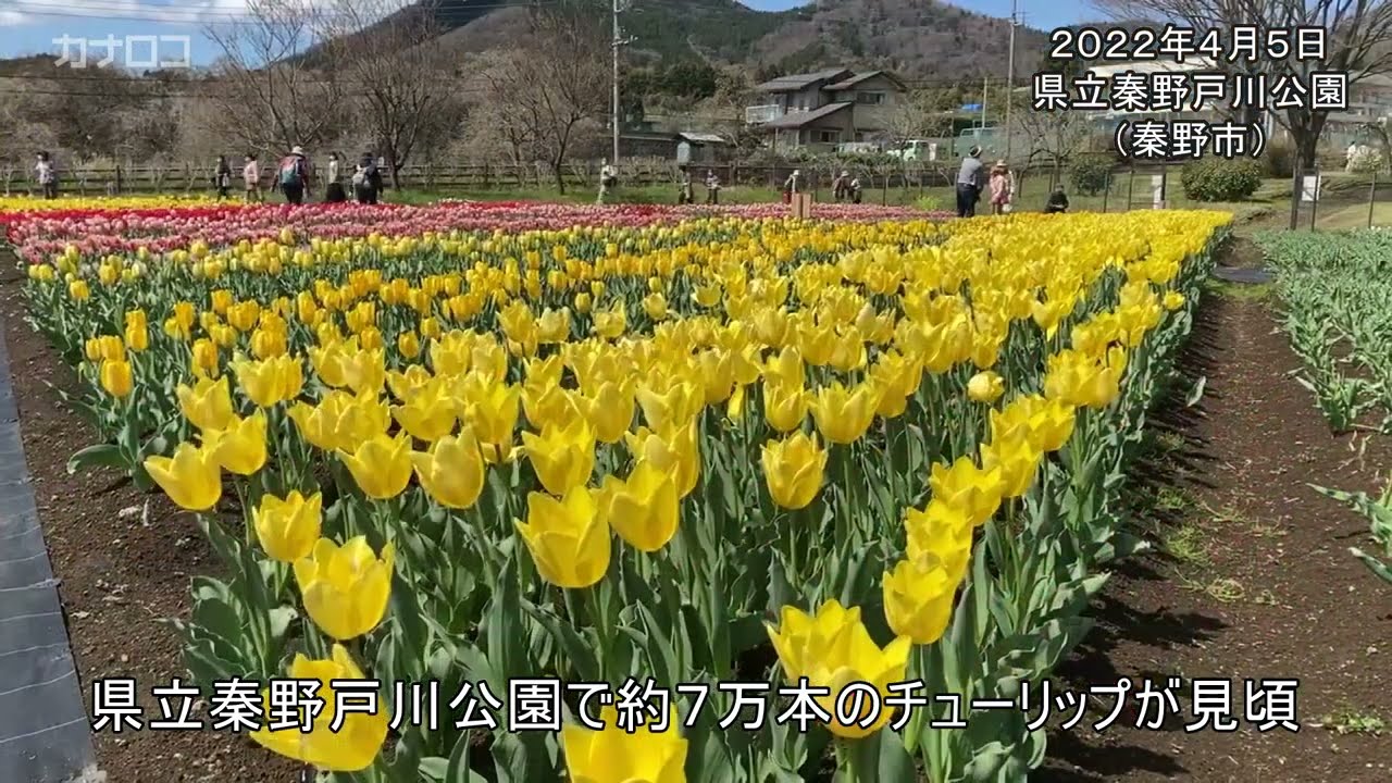秦野戸川公園でチューリップ見頃 神奈川新聞 カナロコ Youtube 秦野戸川公園でチューリップ見頃 神奈川新聞 カナロコ Youtube