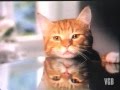 Video: Kitekat Werbung 1991