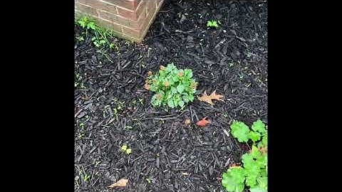 How to kill slug & snail with easy steps