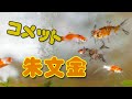 【金魚】水槽には1匹しかいません！寂しすぎるので 朱文金とコメットを買ってきました☆まず水合わせ！をします。