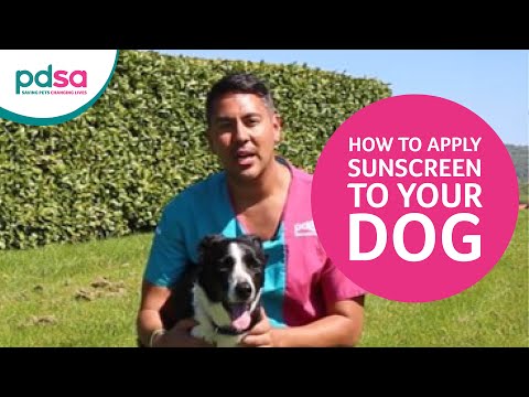 How To Apply Sunscreen To Your Dog