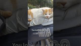 Aww, Those Drowsy Eyes Barely Staying Open Must Be Tough Being That Adorable All Day Long.