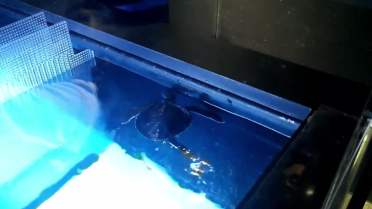 海亀の赤ちゃん 東京スカイツリータウン ソラマチ すみだ水族館 癒される かわいい 麗しの動物たち Youtube
