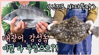 신지도 투망낚시 끝판왕_광어, 감성돔 사이즈 대박! 이걸 다 투망으로? : throw a cast net / quăng lưới