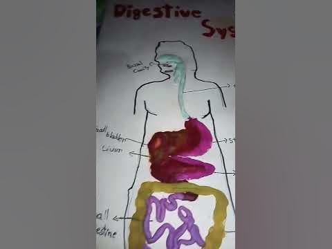 Digestive system diagram with clay/ Do comment for full tutorial video
