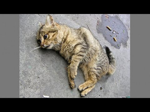 Продрогший котенок без движения лежал в парке, невероятная история